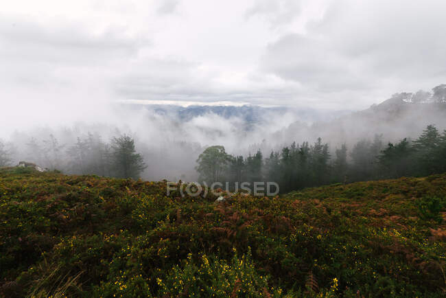 Nuvens baixas flutuando sobre calma floresta verde, paisagem montanhosa — Fotografia de Stock