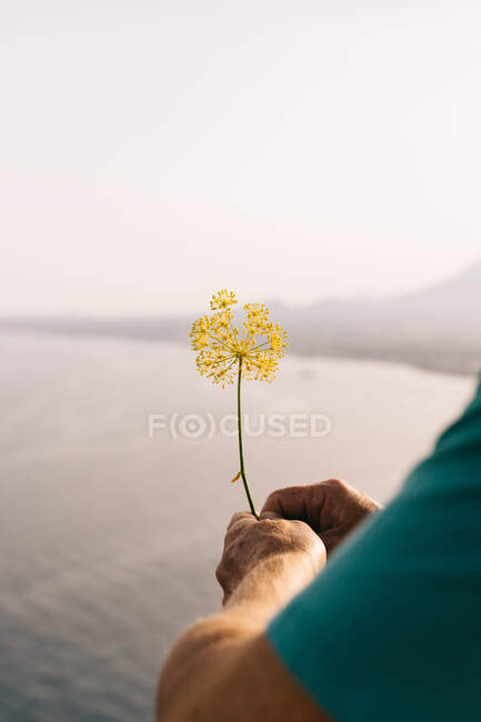 Back view of crop anonymous male in green shirt holding yellow wildflower while standing at seaside and enjoying summer holidays — Stock Photo