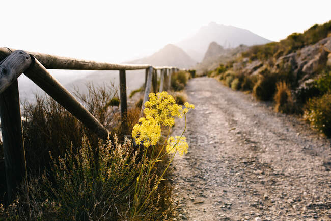 Flores silvestres amarillas que crecen cerca del estrecho camino de tierra con valla de madera que conduce a lo largo del terreno de montaña en un día de niebla en el campo - foto de stock