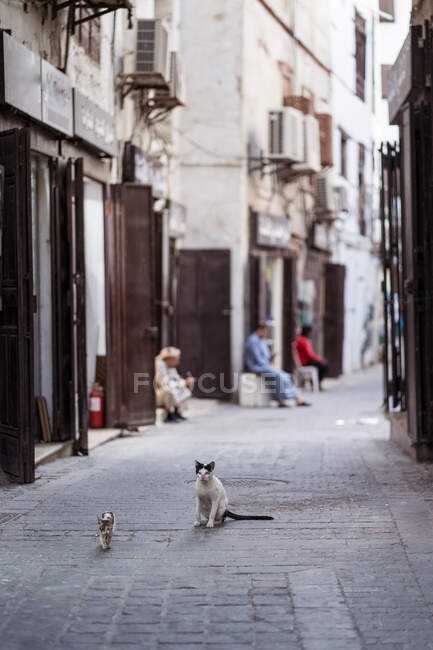 Gato e gatinho em rua pavimentada estreita velha com edifícios de pedra shabby na cidade de Jeddah na Arábia Saudita — Fotografia de Stock