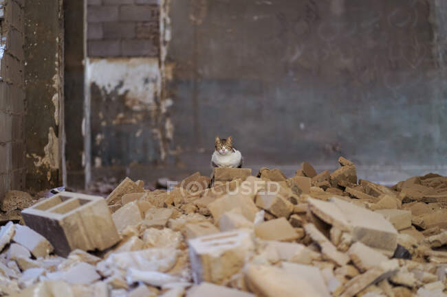 Obdachlose Katze sitzt auf Müllhaufen in verlassenem zerstörtem Haus mit schäbigen Mauern in Dschidda-Stadt in Saudi-Arabien — Stockfoto