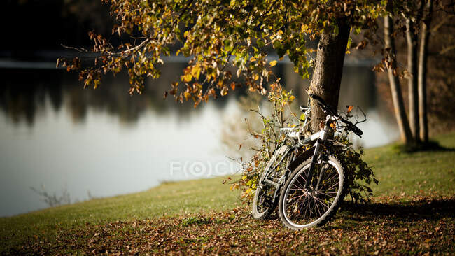 Vélo stationné sous un arbre avec un feuillage vert et jaune sur une pelouse vallonnée contre l'eau calme floue de la rivière par temps ensoleillé — Photo de stock
