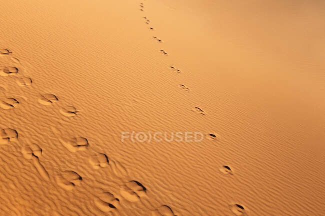 Sand dune in desert with camel traces — Stock Photo