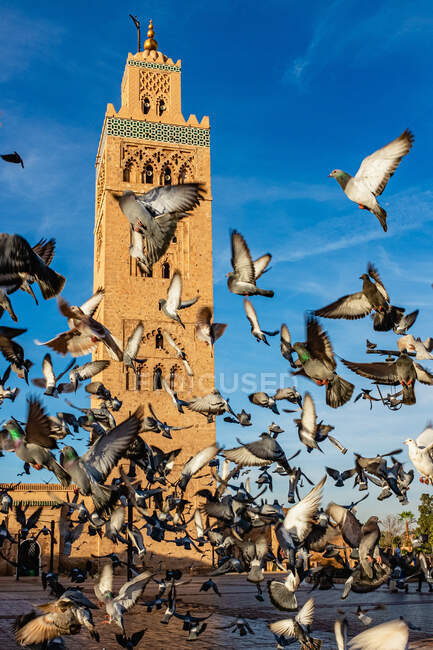 Низкий угол полета стаи голубей перед минаретом в солнечный день в Марокко — стоковое фото