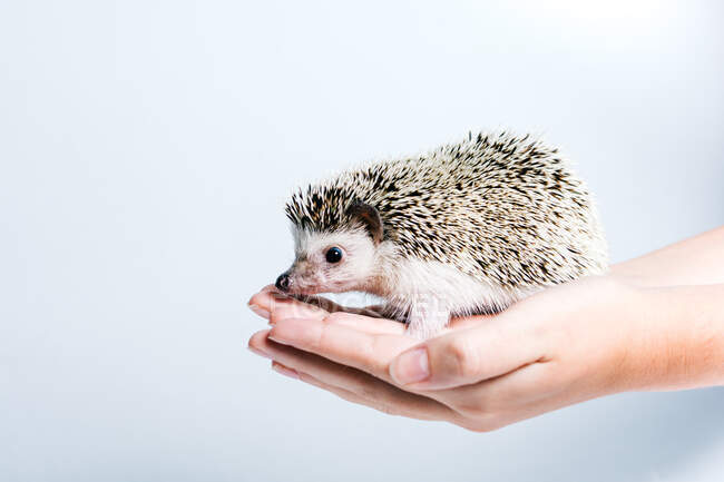 Side view of crop anonymous person holding cute little hedgehog in hands against white background — Stock Photo