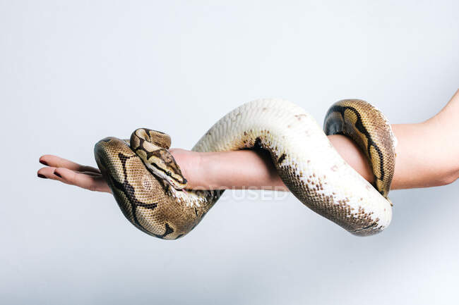 Side view of crop anonymous female with python snake wrapped around arm on white background — Stock Photo