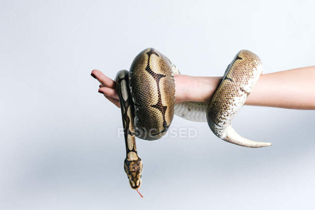 Vista laterale della femmina anonima del raccolto con serpente di pitone avvolto intorno al braccio su sfondo bianco — Foto stock