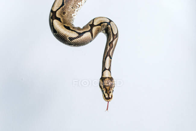 Snake wrapped around white wall — Stock Photo