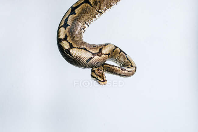 Serpent enroulé autour du mur blanc — Photo de stock