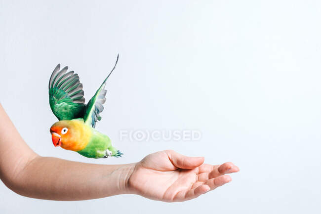 Crop anonyme femelle tenant mignon petit perroquet tourtereau coloré sur fond blanc — Photo de stock