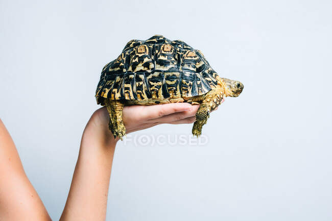 Чарівна маленька черепаха, що тримається анонімною людиною на білому тлі — стокове фото