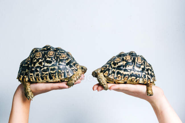 Par de tartarugas adoráveis realizada por pessoas anônimas cultura no fundo branco — Fotografia de Stock