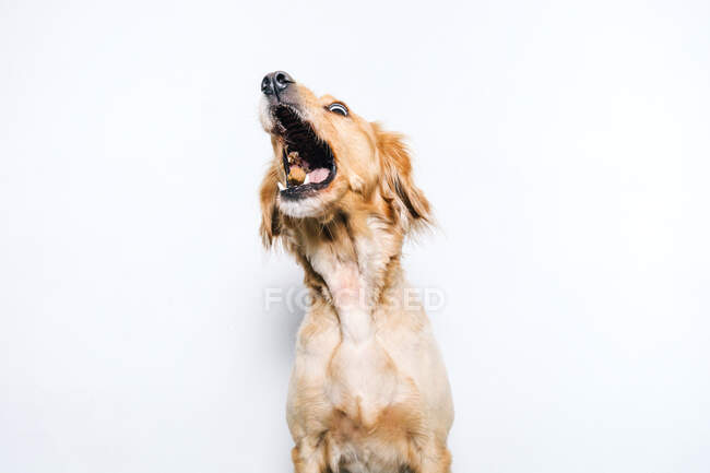 Ângulo baixo de cão purebred bonito saudável pegando lanche voador enquanto se senta contra parede branca — Fotografia de Stock