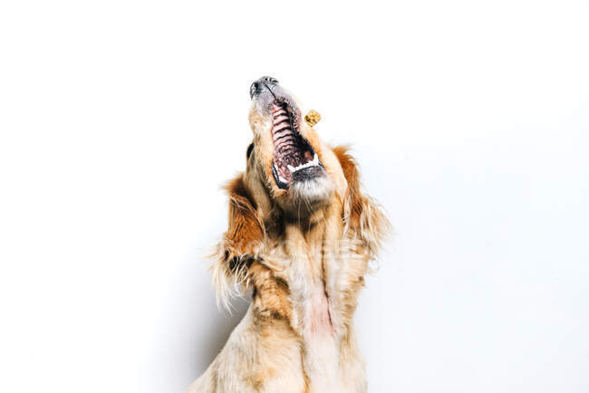 Ângulo baixo de cão purebred bonito saudável pegando lanche voador enquanto se senta contra parede branca — Fotografia de Stock