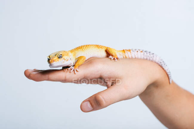 Primer plano de un pequeño lagarto amarillo en las palmas humanas sobre fondo blanco - foto de stock