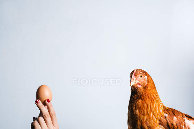 Crop anonymous woman holding brown egg in front of red chicken on white background — Stock Photo