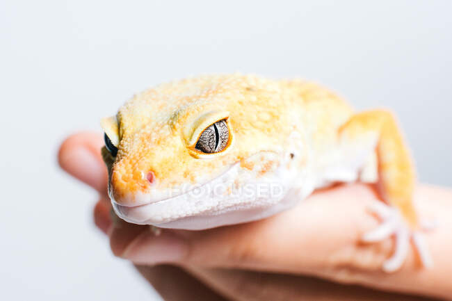 Primer plano de un pequeño lagarto amarillo en las palmas humanas sobre fondo blanco - foto de stock