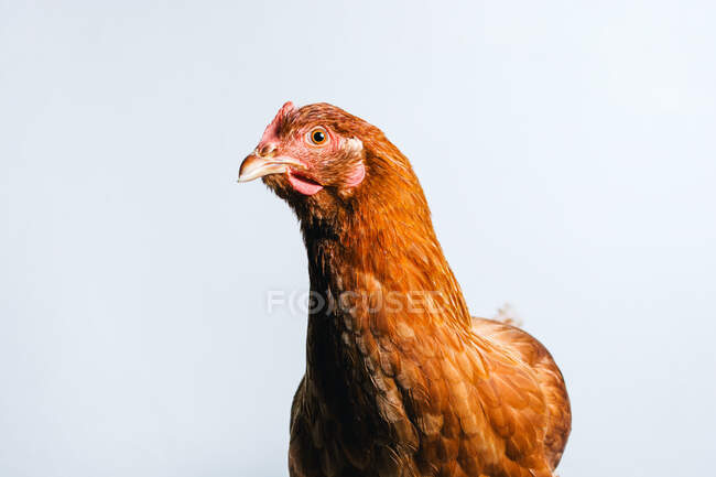 Primer plano de pollo doméstico rojo joven de pie sobre fondo blanco en el estudio - foto de stock