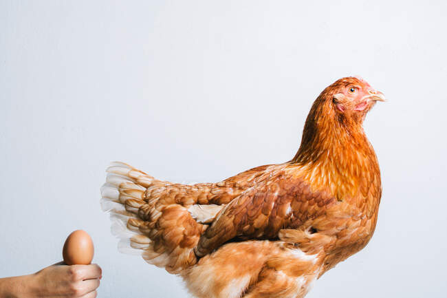 Mulher anônima colheita segurando ovo marrom na frente de frango vermelho no fundo branco — Fotografia de Stock