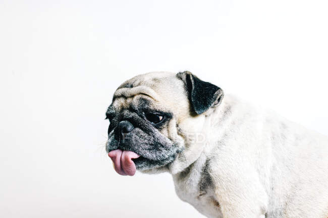 Engraçado adorável pedigreed cachorro Pug com língua para fora sentado contra fundo branco — Fotografia de Stock