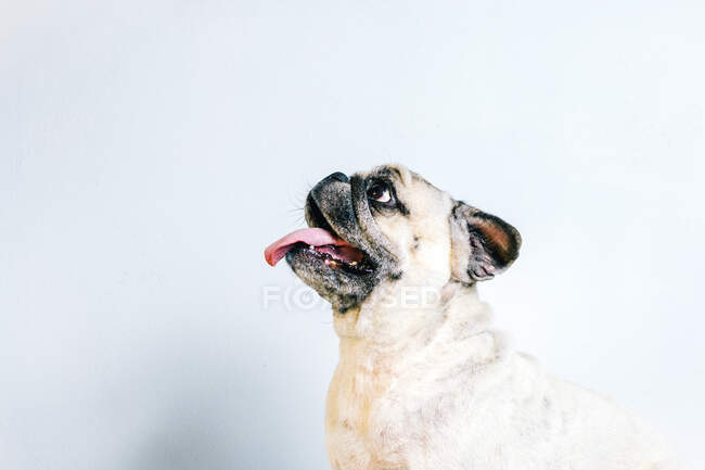 Divertido adorable pedigreed Pug dog con la lengua hacia fuera sentado sobre fondo blanco - foto de stock