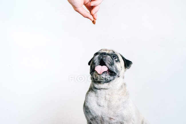 Bonito cachorro Pug recebendo saboroso lanche da mão de cultura proprietário anônimo no fundo branco — Fotografia de Stock