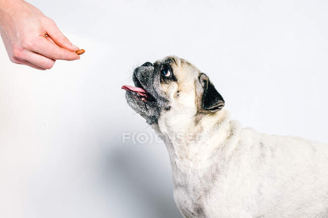 Carino cane carlino ottenere gustoso spuntino da mano di raccolto anonimo proprietario su sfondo bianco — Foto stock