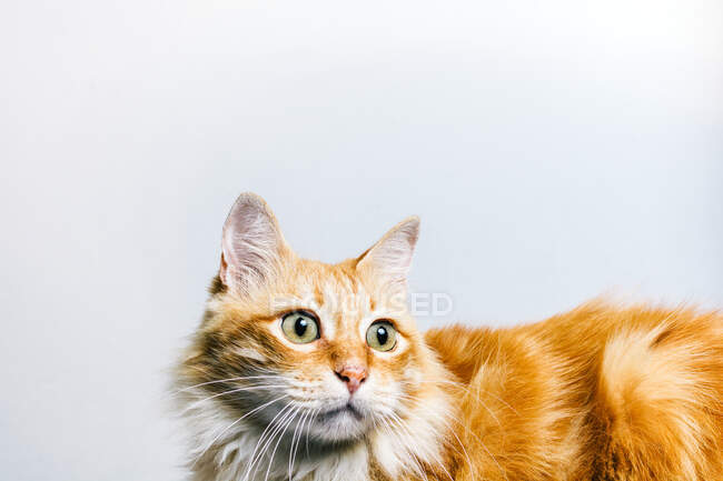 Mignon pelucheux tabby gingembre chat regarder loin terriblement isolé sur fond blanc — Photo de stock