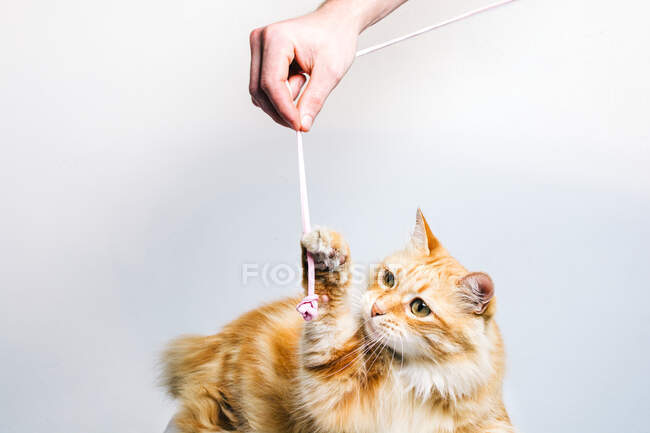 Adorable tabby ginger cat playing with hanging toy held by crop anonymous owner on white background — Stock Photo