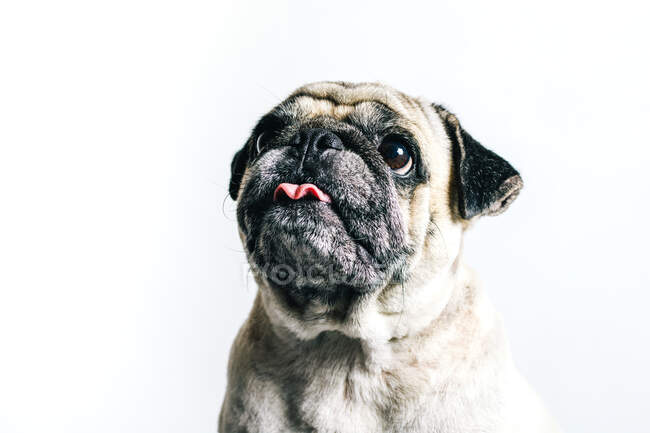 Niedlichen Mops Hund auf weißem Hintergrund — Stockfoto