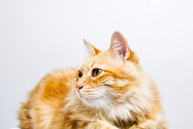 Симпатичный пушистый рыжий кот смотрит в сторону пугающе изолированный на белом фоне — стоковое фото