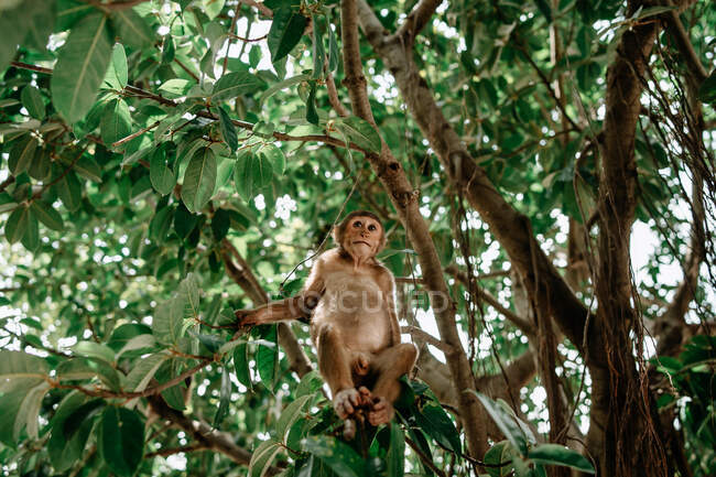Низкий угол макак расслабляется на ветке тропических деревьев и смотрит в сторону — стоковое фото