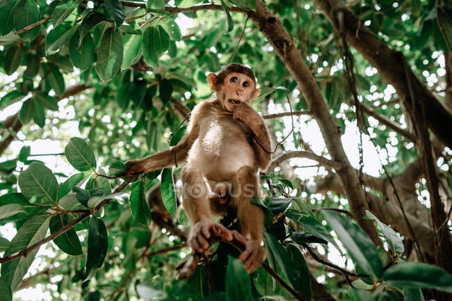 Angle bas de petit macaque relaxant sur branche d'arbre tropical et regardant loin — Photo de stock