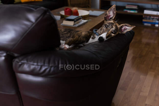 Милий собака грейхаунд відпочиває на дивані — стокове фото