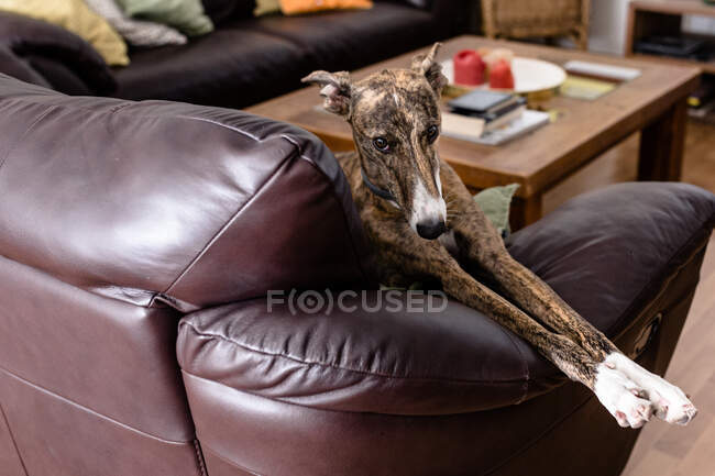 Cute greyhound dog resting on sofa — Stock Photo