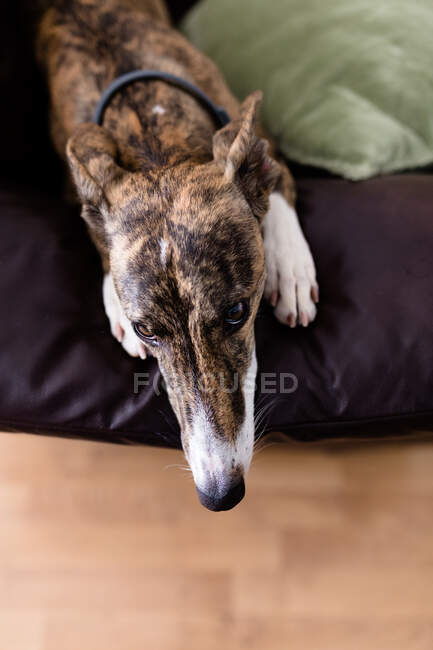 Милая борзая собака отдыхает на диване — стоковое фото