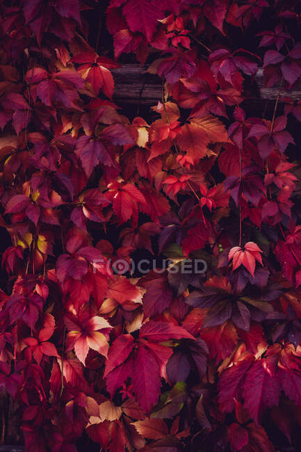 Red autumn foliage on wooden fence — Stock Photo