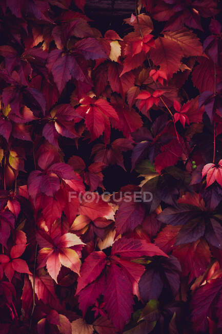 Follaje de otoño rojo, primer plano disparo - foto de stock