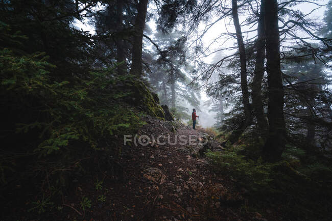 Unrecognizable hiker in warm outerwear standing on stony path in foggy forest on cloudy day in autumn — Stock Photo