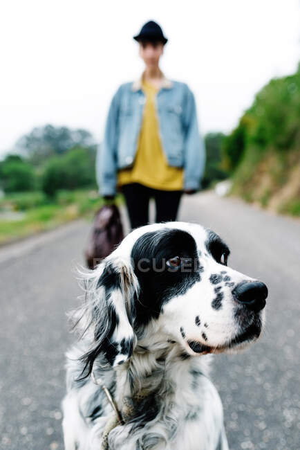 Spanish setter dog with black spots standing on ground while enjoying walk with owner in park. - foto de stock