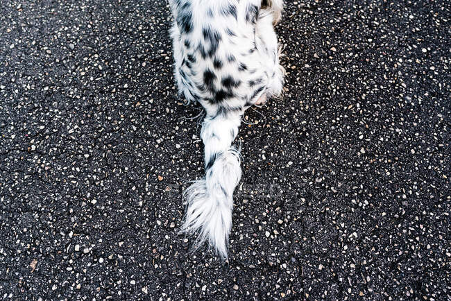 From above view of dog tail black and white Spanish setter sitting alone on ground on street. - foto de stock