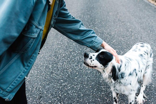 English setter dog with black spots standing on ground while being caressed by owner in park — Stock Photo