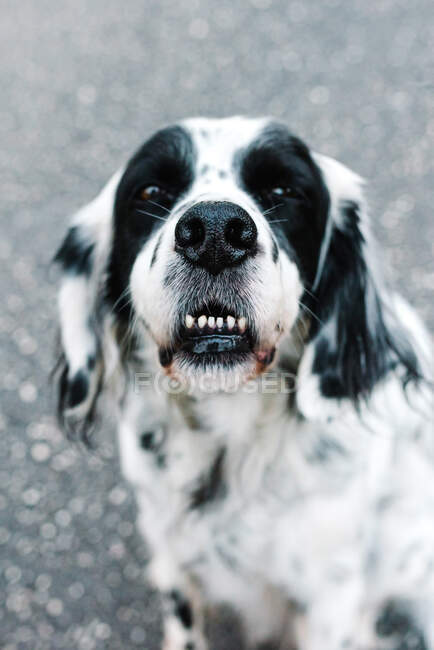 From above view of black and white English setter sitting alone on ground on street — Stock Photo