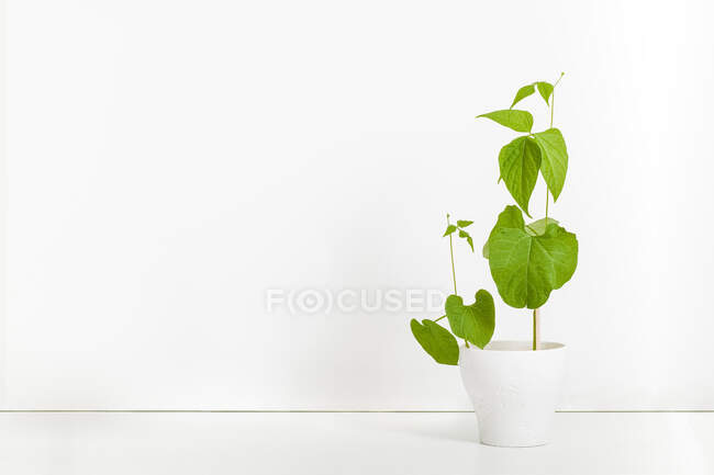 Pequeñas y grandes plantas verdes que crecen en maceta de cerámica blanca colocadas en estudio blanco - foto de stock