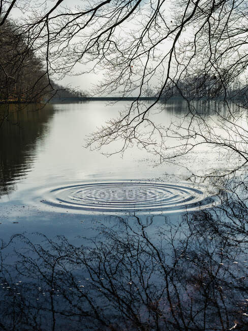 Cenário pitoresco de círculos na água da lagoa cercada por árvores sem folhas em tempo nublado — Fotografia de Stock