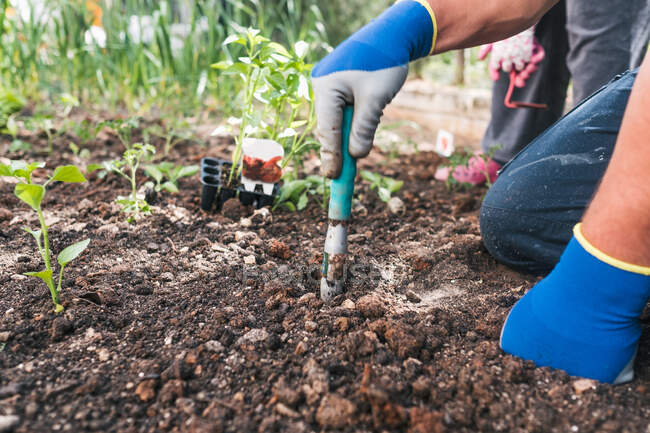 Вид збоку на рослинність анонімна людина в рукавичках копає грунт з невеликим садовим лопатою під час посадки розсади в саду навесні — стокове фото