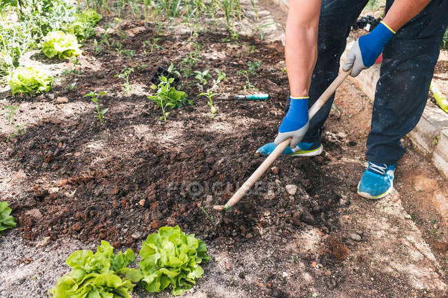 Full body side view of mature male gardener in casual wear and gloves using gardening hoe for cultivating soil around green plants while working in garden in sunny day — Stock Photo