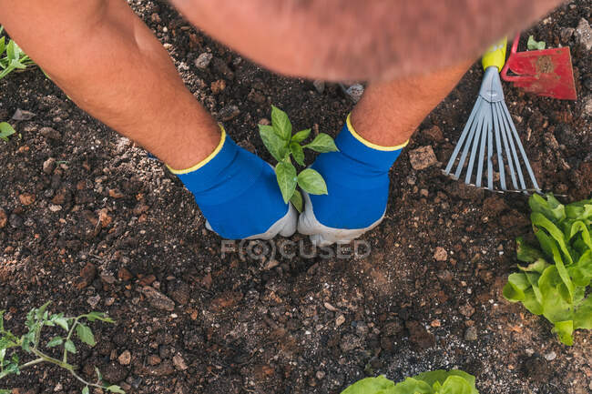 De cima cortado macho irreconhecível em desgaste casual e luvas de plantio de mudas no solo, enquanto trabalhava no quintal no dia da primavera no campo — Fotografia de Stock