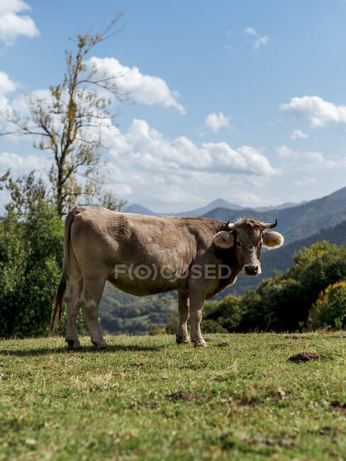 Vista lateral del valle de Cantabria pastoreo de ganado en campo verde sobre fondo de montañas y cielo azul - foto de stock