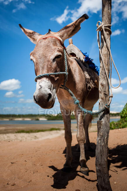 Close-up of a donkey tied to a pole — Stock Photo